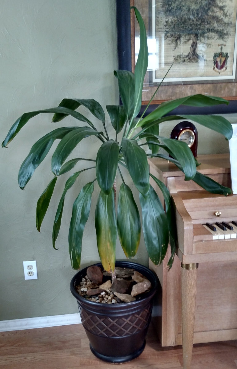 Hawaiian Ti Plant Cutting