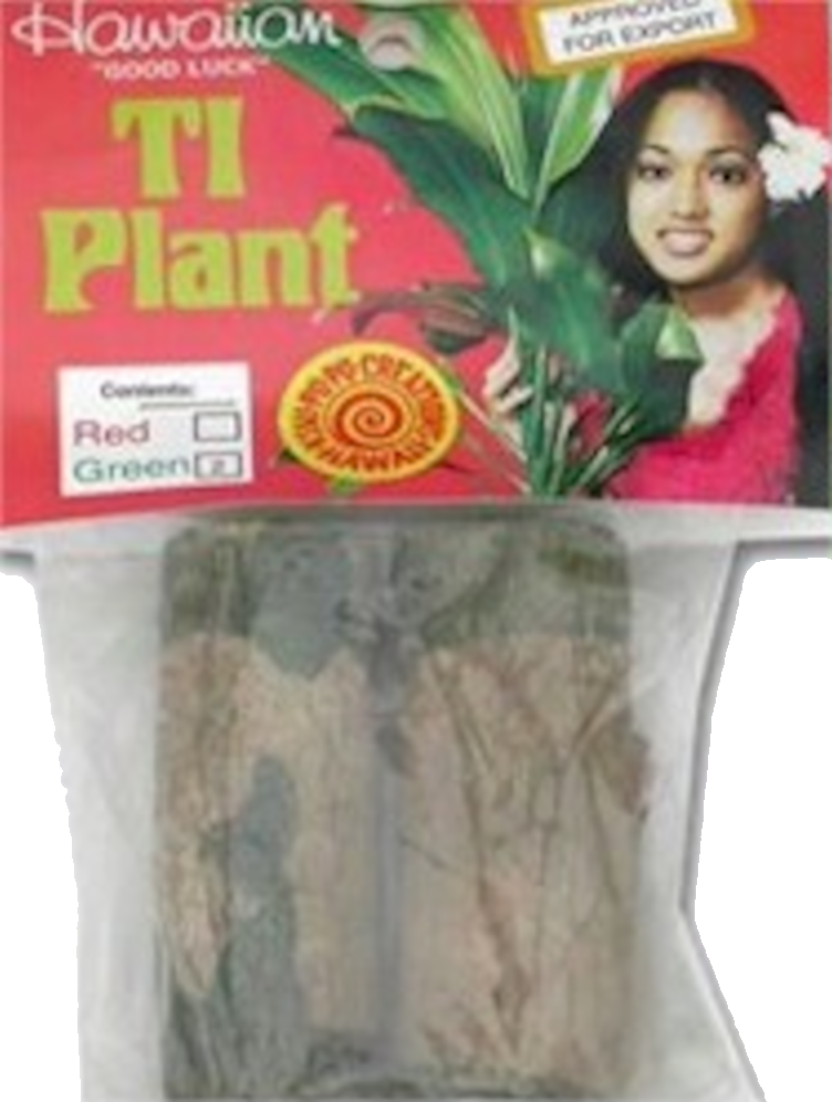 Hawaiian Ti Plant Cutting